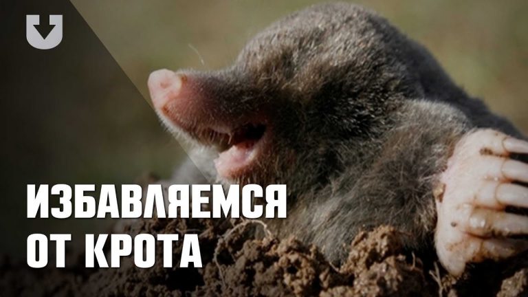 Эффективная борьба с кротами 